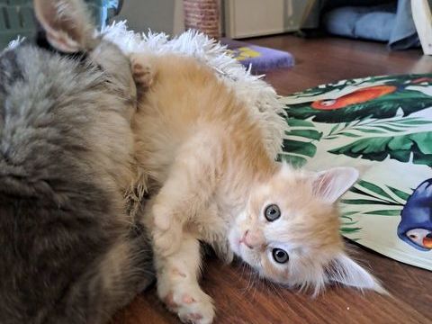 Chaton maine coon 800 56230 Questembert