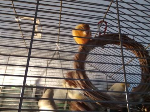 Cause d&eacute;part, 2 couples Canaries 100 38110 La tour-du-pin