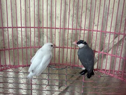 Couple Padda de Java 2025 40 33190 Fontet