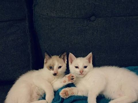 Donne contre bons soins 3 chatons 0 59320 Haubourdin