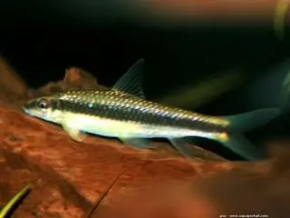 Crossoqueillus oblingus 0 83140 Six-fours-les-plages