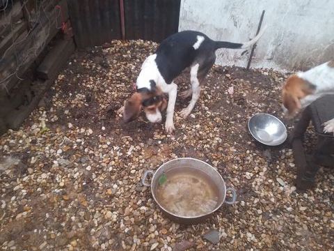 3 chiots 150 71700 Tournus