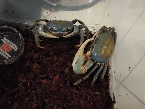 Couple de Cardisoma guanhumi 15 60290 Cambronne-l�s-clermont