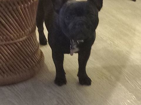 Futurs bouledogue fran&ccedil;ais &agrave; reserver 1250 40100 Dax