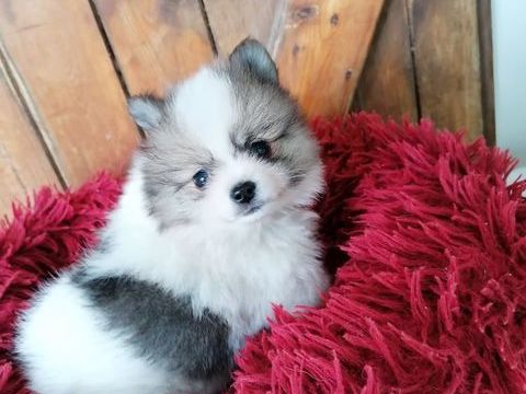 petite femelle  spitz 
1300 17400 Saint-denis-du-pin