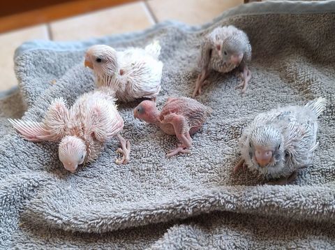 B&eacute;b&eacute;s perruches ondul&eacute;es 15 30160 Bess�ges