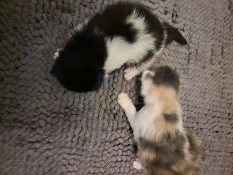 Chatons &agrave; r&eacute;server 100 77550 Moissy-cramayel