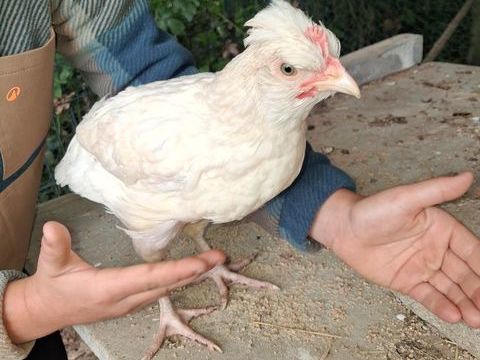 Coq 2 mois 0 36170 Roussines