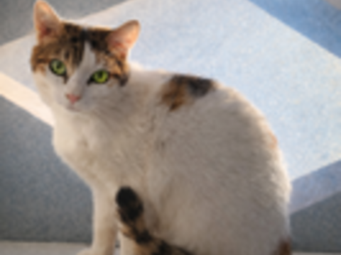 COPELIA CHATONNE TRICOLORE 8 MOIS 1/2 225 92260 Fontenay-aux-roses