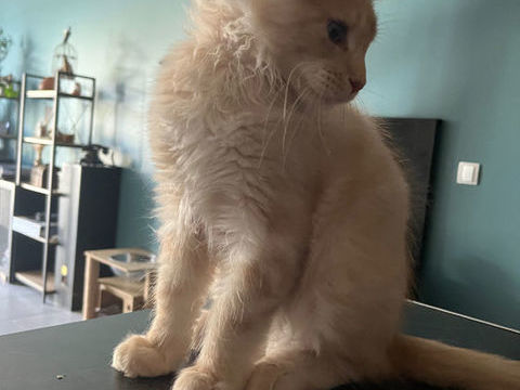 Chaton Maine coon loof 1190 38490 Les abrets en dauphin�