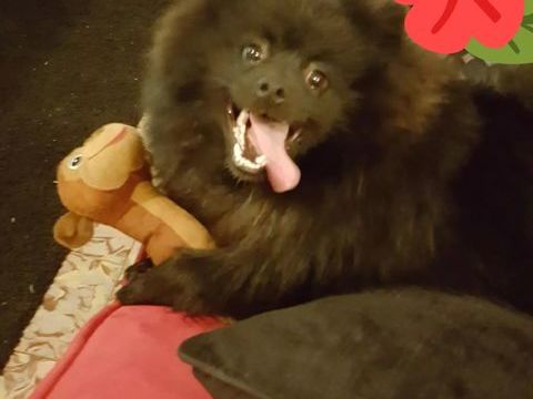 Saillie spitz 
300 71360 �pinac