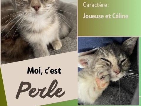 &Agrave; l'adoption : Perle, adorable chaton femelle de 2 mois (Association) 80 62149 Annequin