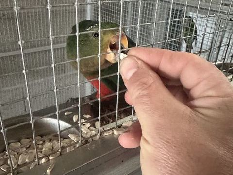 Couple perruche royale 350 28500 Germainville