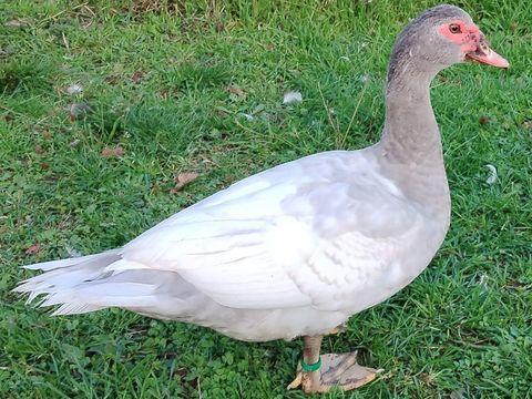 Canards de Barbarie 15 79120 Rom