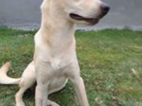 Mr BUDY 350 80000 Amiens