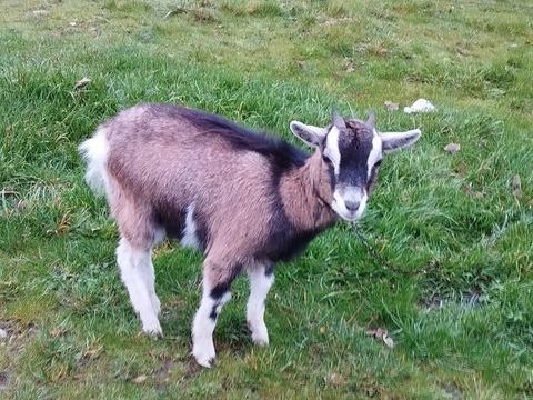 Ch&egrave;vre 80 56140 Tr�al