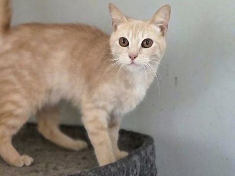 VERONNE 210 76220 Ferrires-en-bray