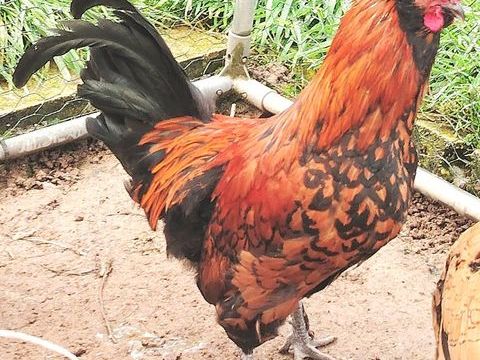 Joli coq 20 71190 tang-sur-arroux