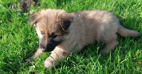 Berger allemand dos droit poils longs 900 14380 Noues de sienne