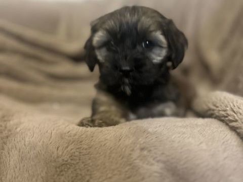 A réservé bichon havanais 1 mâle et 1 femelle 950 85220 La chapelle-hermier