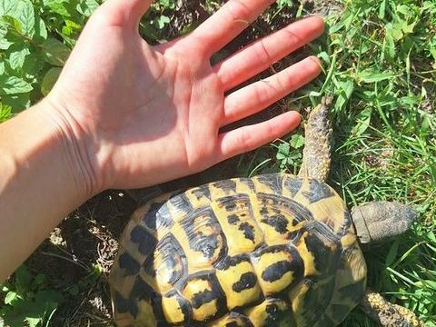 Tortue 8 ans 150 95660 Champagne-sur-oise