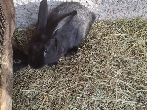 lapin papillon 10 33125 Saint-magne