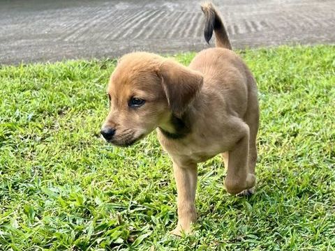 Loki, sp&eacute;cialit&eacute; : bisous 300 02000 Aulnois-sous-laon