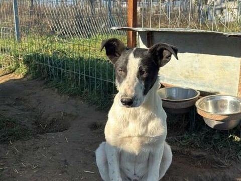 OLLY crois&eacute; male n&eacute; le 05/06/2025 300 72200 Le bailleul