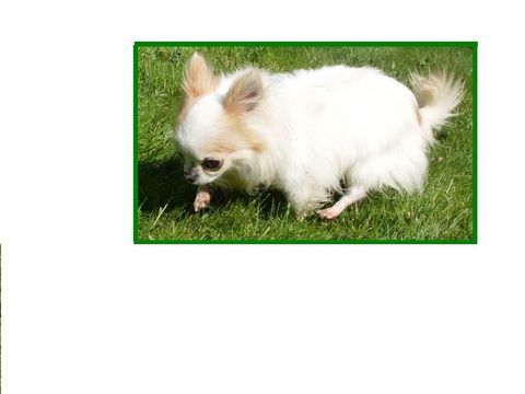 Mini chiots chihuahuas LOFS 1100 95000 Cergy