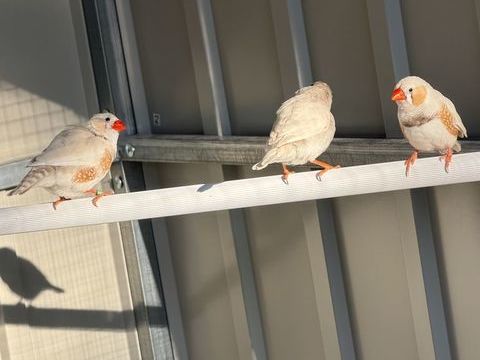 Jeune mandarin 10 69360 Communay