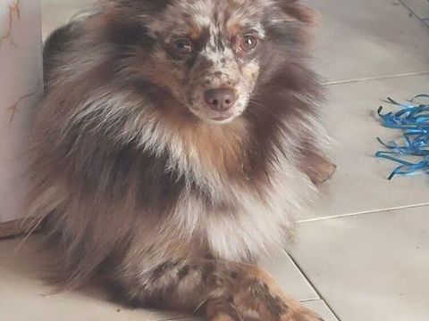 SAillie avec Spitz allemand 100 06400 Cannes