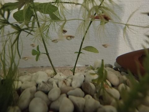  Gupilles m&acirc;le et femelle 0 68000 Colmar