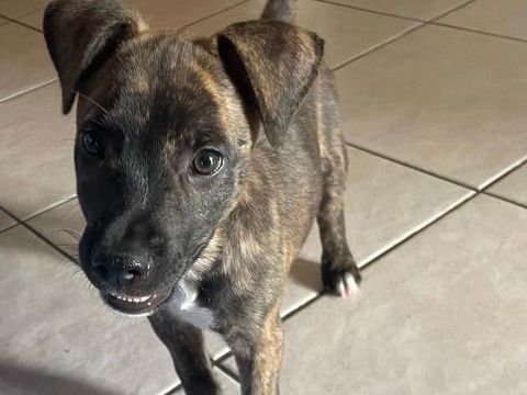 Rollo, mâle X berger, né le 28/09/2025 300 94000 Crteil