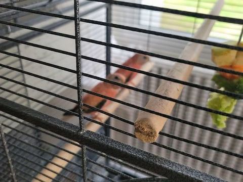 j ai un couple de perruche de bourke rose annéé 25 45 16250 Prignac