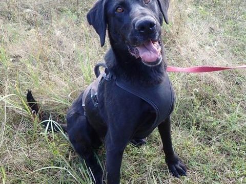 Neagra à l'adoption 300 21000 Dijon