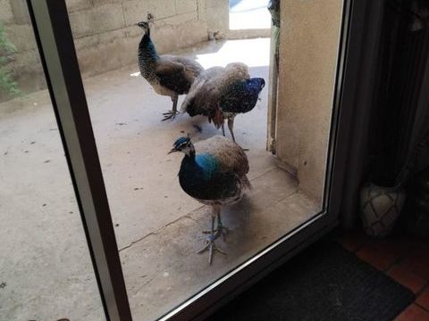  Couple Paon bleu 4 mois 90 64300 Orthez