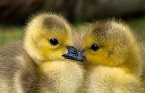 Oeuf fecond&eacute; cane canard caneton de barbarie 2 77540 Courpalay