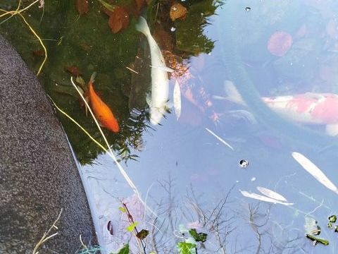 Lot carpes ko&iuml; 150 67360 Durrenbach