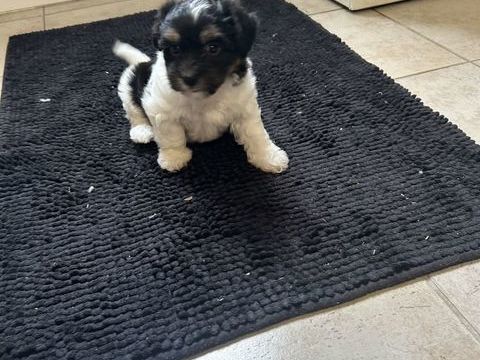 A r&eacute;serv&eacute; bichon havanais femelle 1250 85220 La chapelle-hermier