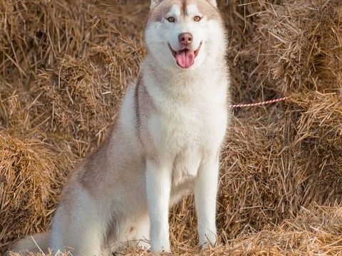 MAGNIFIQUE HUSKY SIB&Eacute;RIEN POUR SAILLIE 400 79150 Voultegon