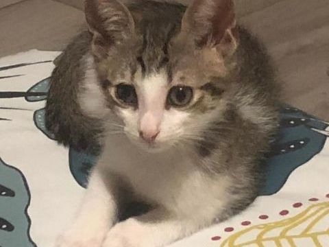 NAPOL&Eacute;ON, joli chaton &agrave; l'adoption 1 30200 Bagnols-sur-cèze