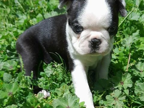 Chiots Bostons terriers 1700 13720 Belcodène