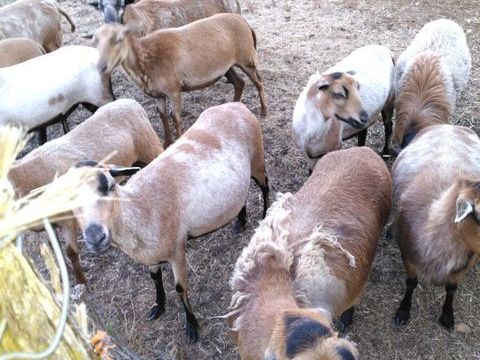 moutons Cameroun 600 12260 Villeneuve