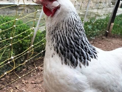Poules pondeuses. 30 83500 La seyne-sur-mer