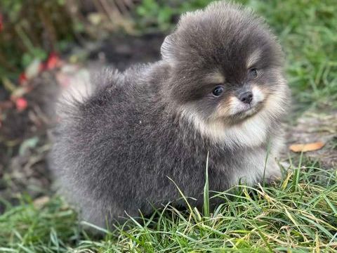 Sublime mâle poméranian extra nain LOF 2800 66100 Perpignan