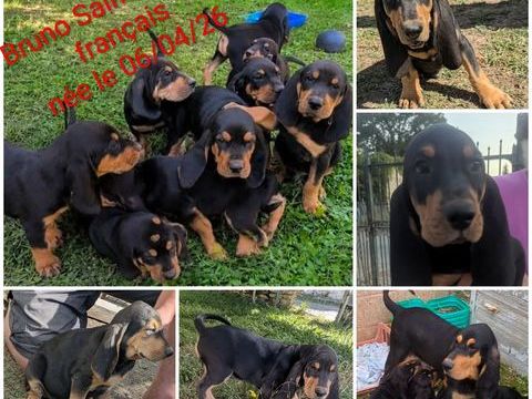 Chiots Bruno Saint Hubert 0 17510 Chives