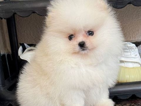 Sublime femelle extra miniature aux yeux verts LOF 2600 66100 Perpignan