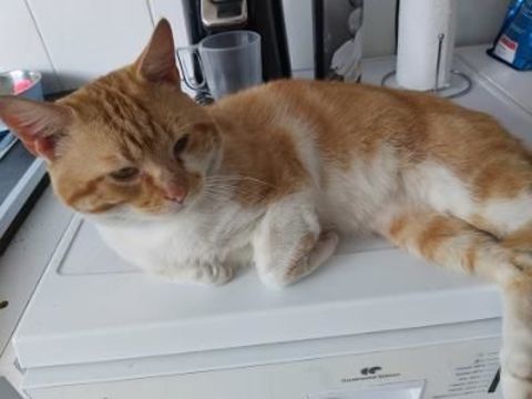 Moumoune, un gentil minet !!! 110 59000 Lille