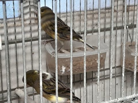 FEMELLES CANARIS 2025 20 95170 Deuil-la-barre