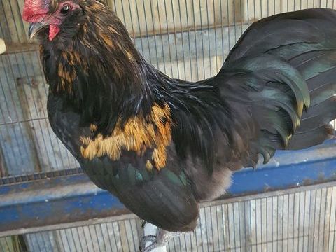 coq extra nain 0 29160 Crozon